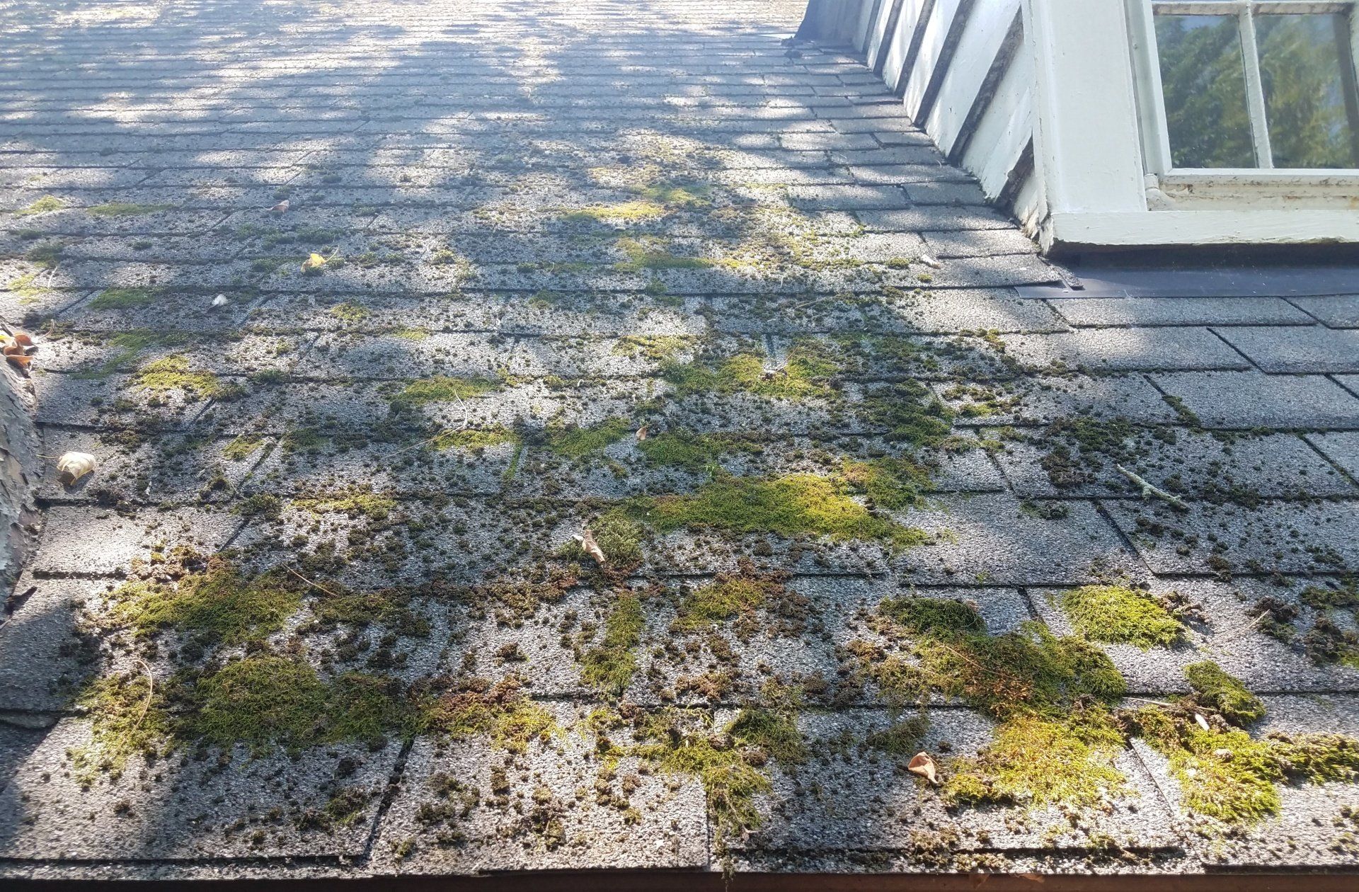 What You Need To Do When Your Roof Has Moss Or Algae